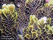 Image of Montipora confusa 