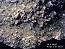Image of Montipora corbettensis 