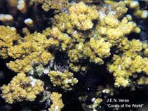 Image of Montipora echinata 