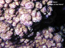 Image of Montipora efflorescens 