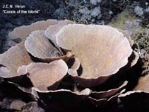 Image of Montipora florida 