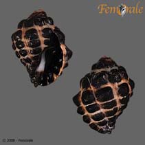 Image of Tenguella granulata (Granular drupe)