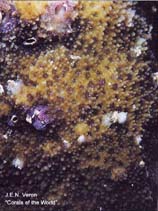 Image of Montipora grisea 