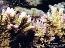 Image of Montipora carinata 