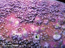 Image of Montipora millepora 