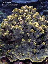 Image of Montipora spumosa 