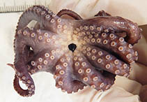 Image of Muusoctopus aegir 