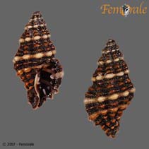 Image of Muricopsis caribbaea 