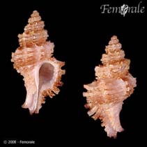 Image of Murexiella glypta (Carved murex)