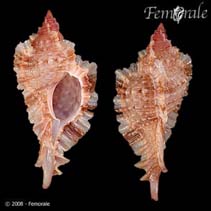 Image of Naquetia barclayi (Barclay\