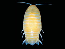 Image of Natatolana meridionalis 
