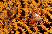 Image of Naxioides taurus (Soft coral crab)