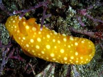 Image of Neodoris chrysoderma (Chrysanthemum neodoris)