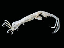 Image of Neoxenodice cryophile 