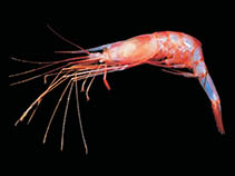 Image of Nematocarcinus lanceopes 