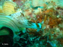 Image of Nembrotha lineolata (Lined nembrotha)