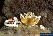 Image of Neopetrolisthes maculatus (Small-dot anemone crab)