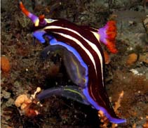 Image of Nembrotha rutilans (Red-gilled nembrotha)