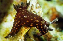 Image of Nembrotha yonowae 