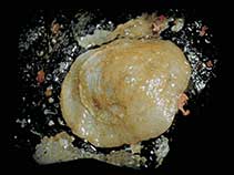 Image of Novocrania lecointei 