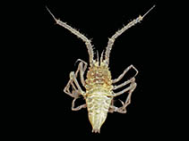 Image of Notopais spinosa 