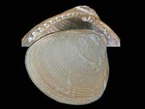 Image of Nucula falklandica 
