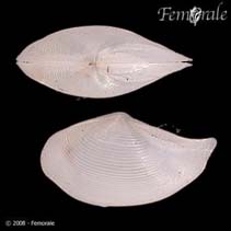 Image of Nuculana verrilliana (Barbed nutclam)