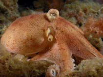 Image of Octopus australis (Hammer octopus)