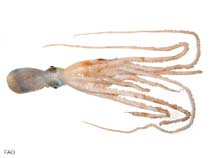 Image of Macrotritopus defilippi (Lilliput longarm octopus)