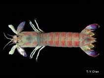 Image of Odontodactylus cultrifer (Pastel odontodactylid mantis shrimp)