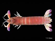 Image of Odontodactylus japonicus 