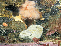 Image of Odontaster meridionalis 
