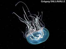 Image of Olindias phosphorica (Cigar jellyfish)
