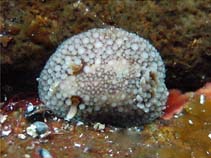 Image of Onchidoris bilamellata (Barnacle-eating onchidoris)