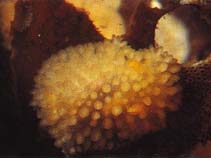 Image of Onchidoris muricata (Fuzzy onchidoris)