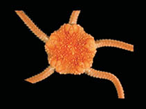 Image of Ophiuroglypha carinifera 