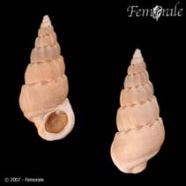 Image of Opalia crenata (Coarse wentletrap)