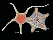 Image of Ophioperla koehleri 