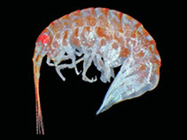 Image of Oradarea edentata 