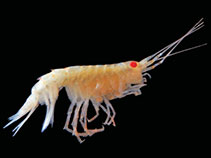 Image of Oradarea walkeri 