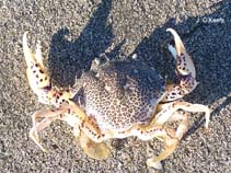 Image of Ovalipes ocellatus (Ocellate lady crab)