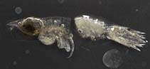 Image of Oxycephalus clausi (Symbiotic hyperiid amphipod)