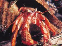 Image of Pagurus acadianus (Acadian hermit crab)