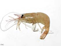 Image of Palaemon adspersus (Baltic prawn)