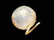 tn_Paarn_u0.jpg