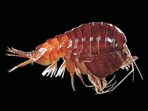 Image of Parandania boecki 