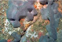 Image of Pachymatisma johnstonia (Elephant\