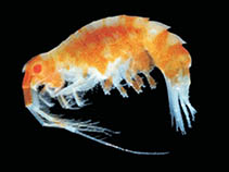 Image of Parepimeria minor 