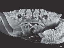 Image of Paraxanthodes obtusidens 