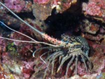 Image of Panulirus versicolor (Painted spiny lobster)